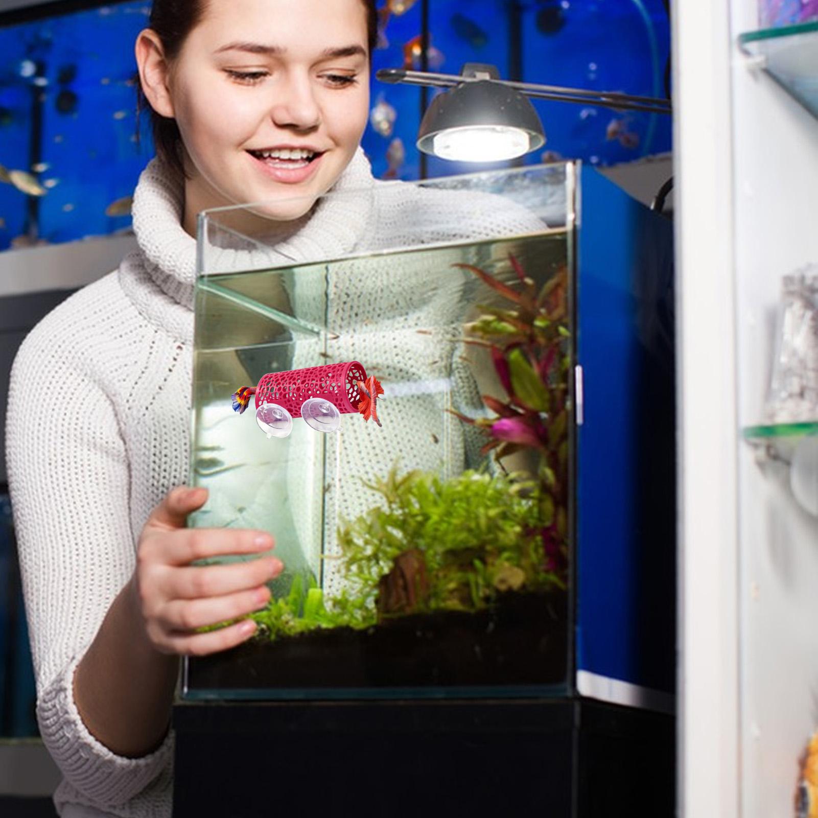 Betta Fish Tank - مأوى استراحة لأسماك البيتا، زينة على