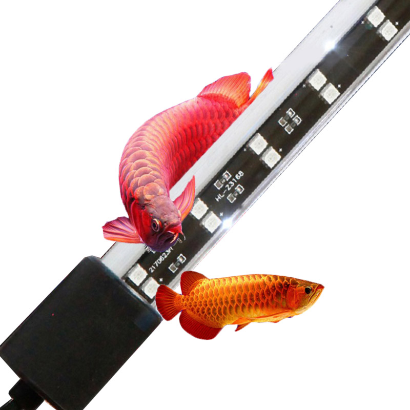إضاءة حوض أسماك الأروانا الحمر - مراجعة Aquarium Fish Keeping وسعره