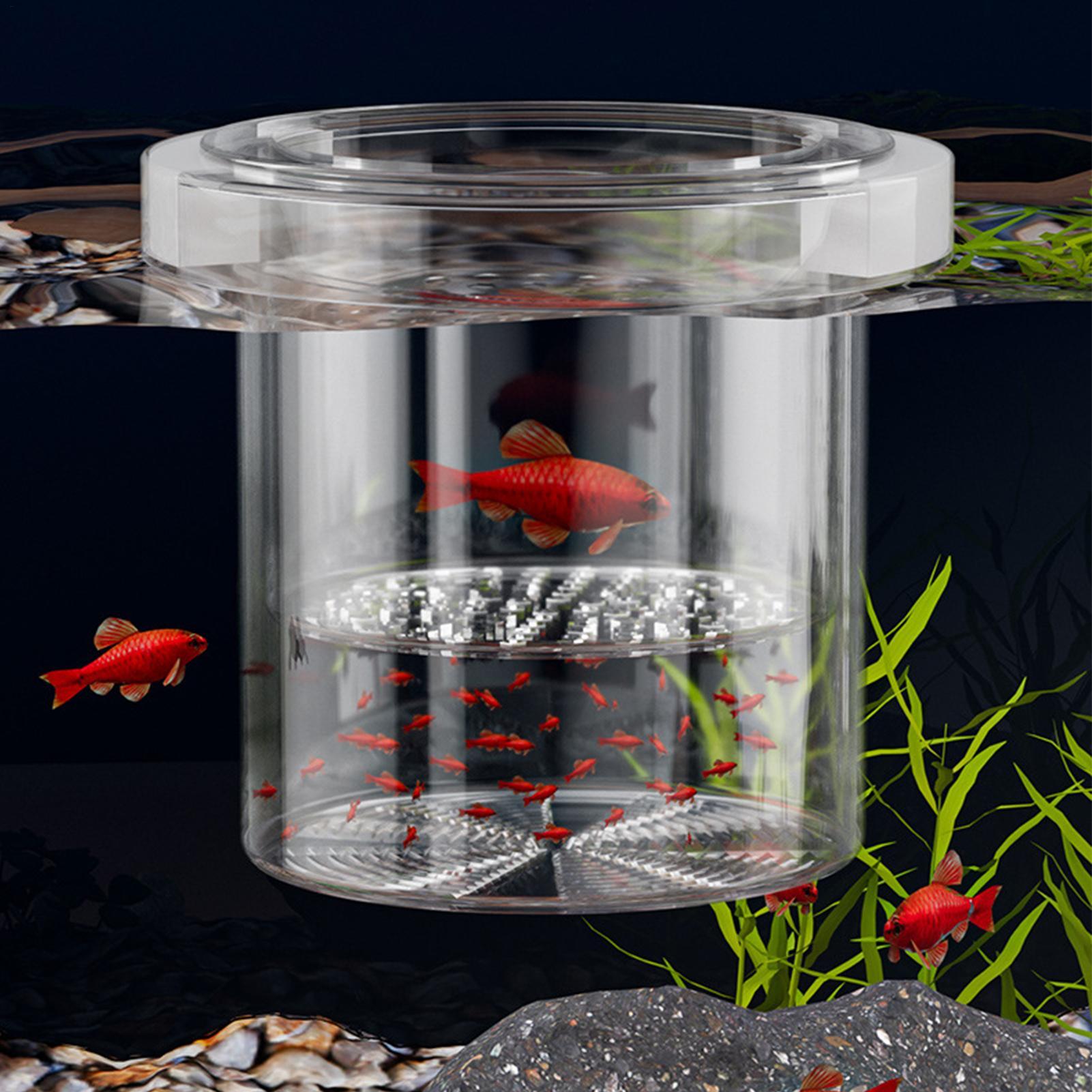 صندوق تربية أسماك متين، حوض عز - مراجعة Betta Fish Tank وسعره