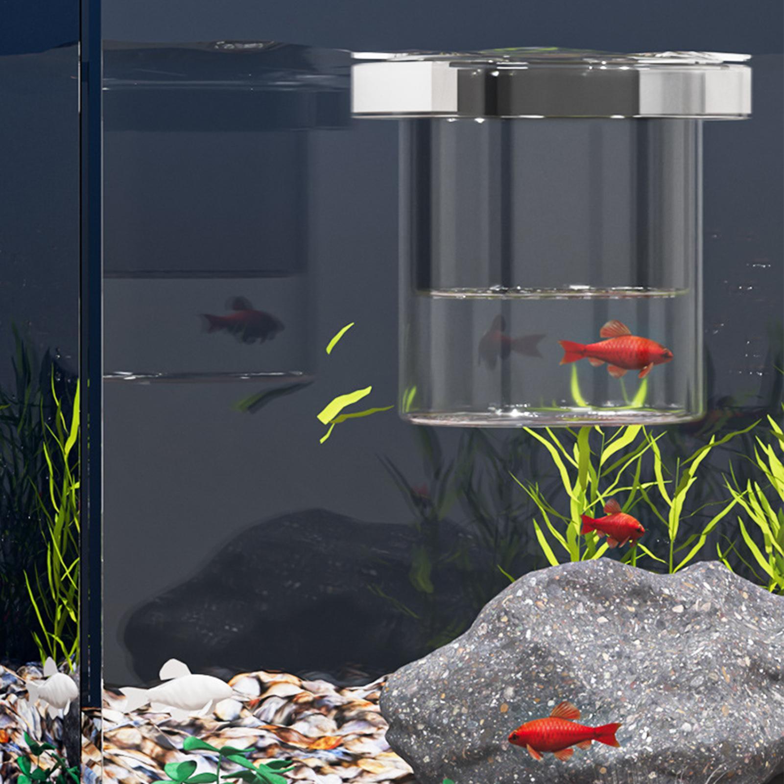 صندوق تربية أسماك متين، حوض عز - مراجعة Betta Fish Tank وسعره