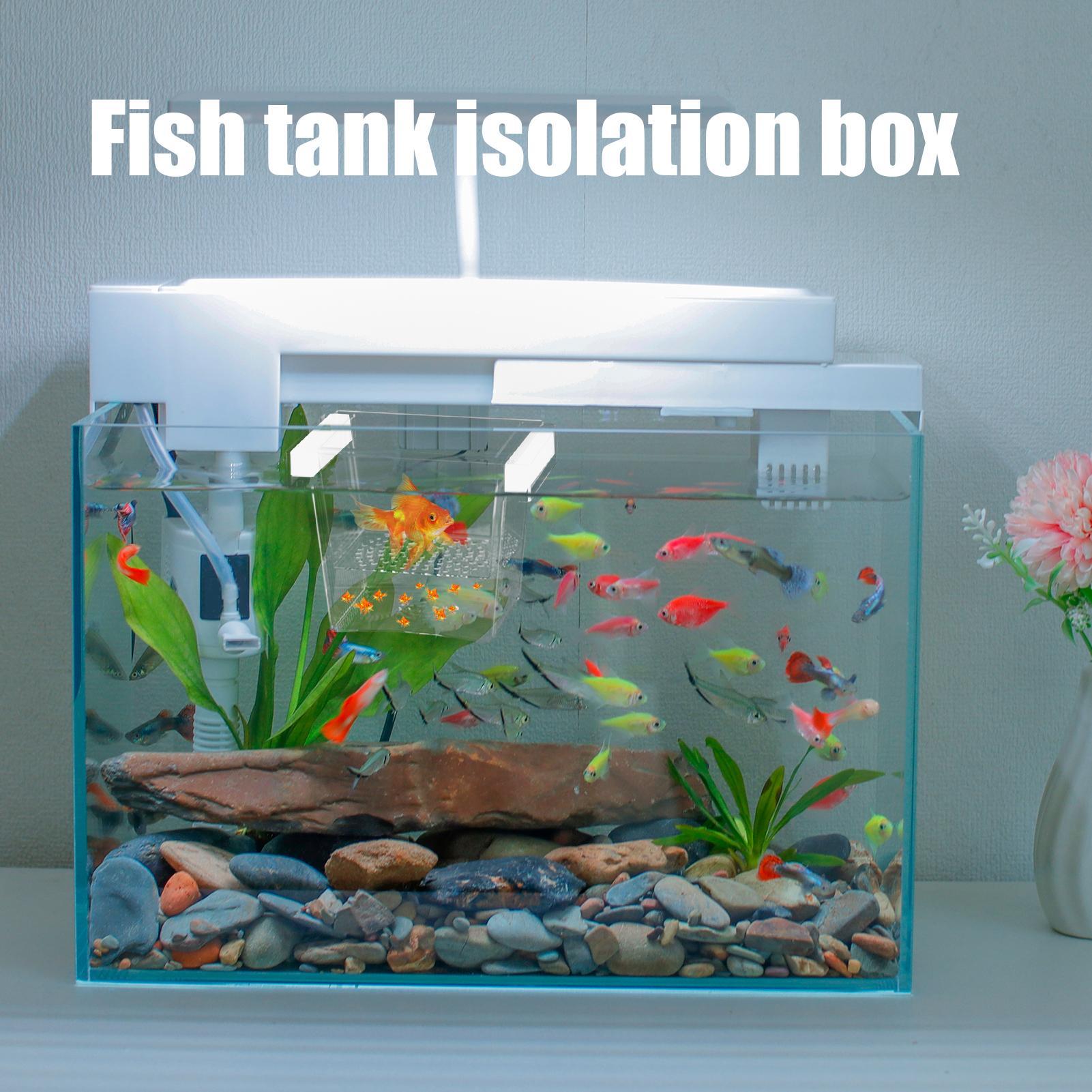 صندوق تربية أسماك متين، حوض عز - مراجعة Betta Fish Tank وسعره