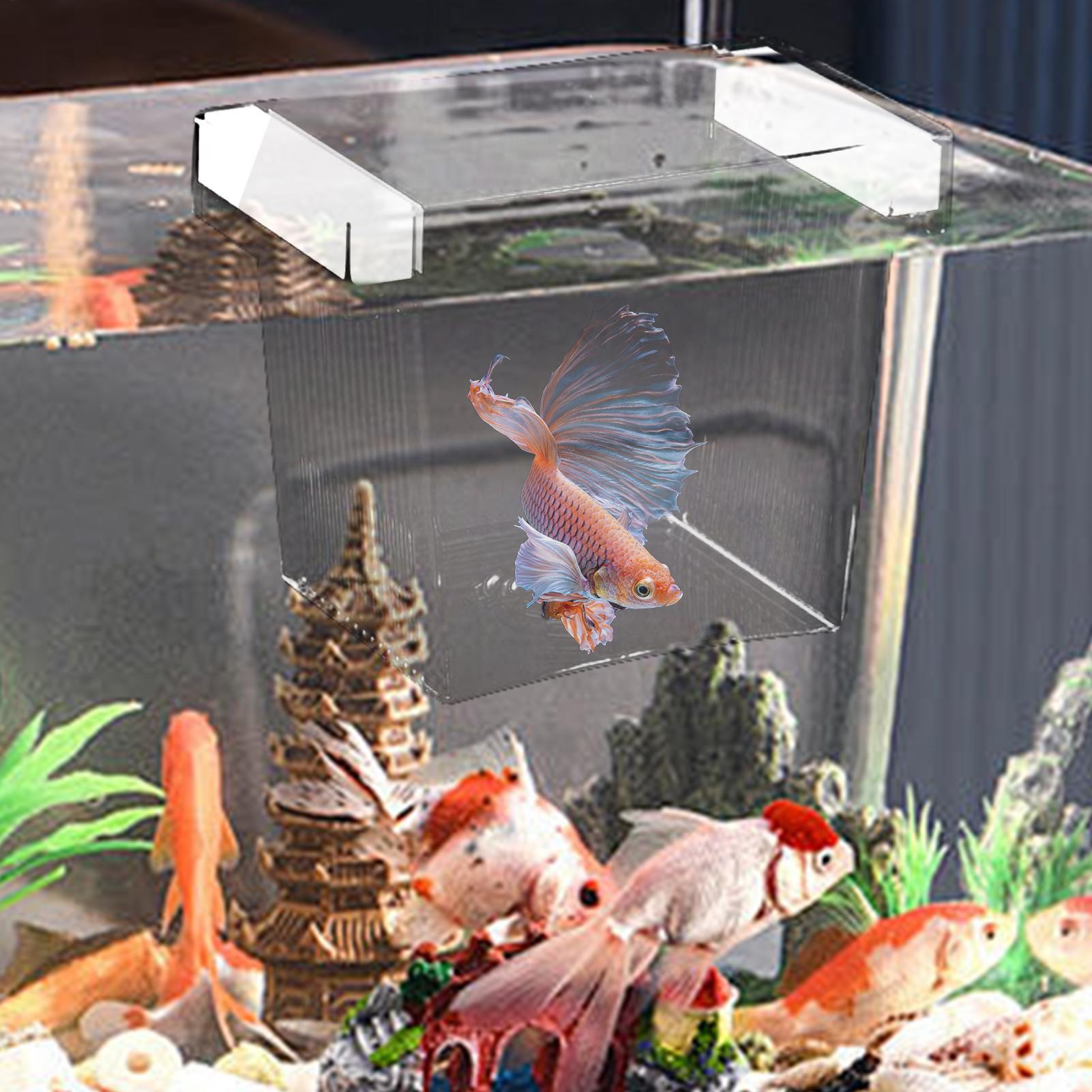 صندوق عزل لتربية الأسماك العائ - مراجعة Betta Fish Tank وسعره