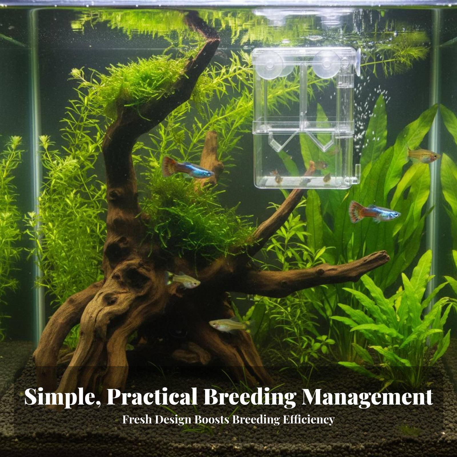 حوض تربية مزدوج الطبقات لأسماك - مراجعة Aquarium Fish Tank وسعره