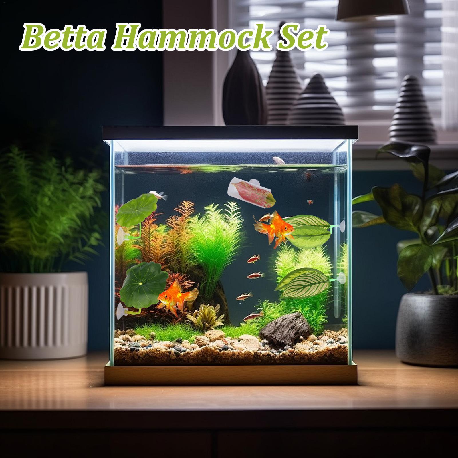 بيتا أرجوحة السمك 5 قطع قابل ل - مراجعة Aquarium Fish Betta وسعره