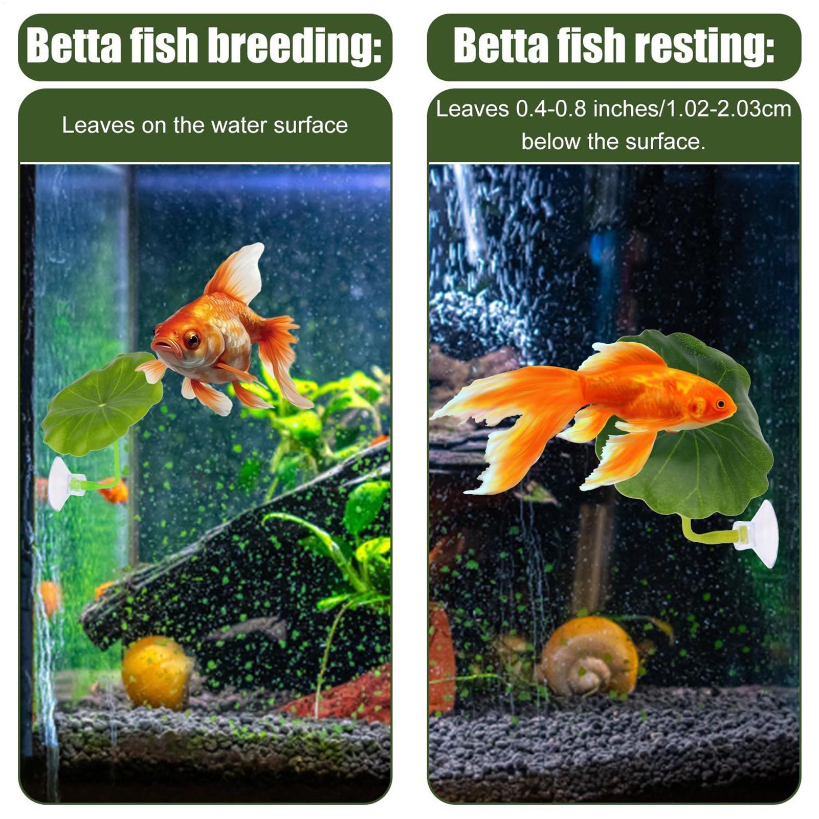 بيتا أرجوحة السمك 5 قطع قابل ل - مراجعة Aquarium Fish Betta وسعره