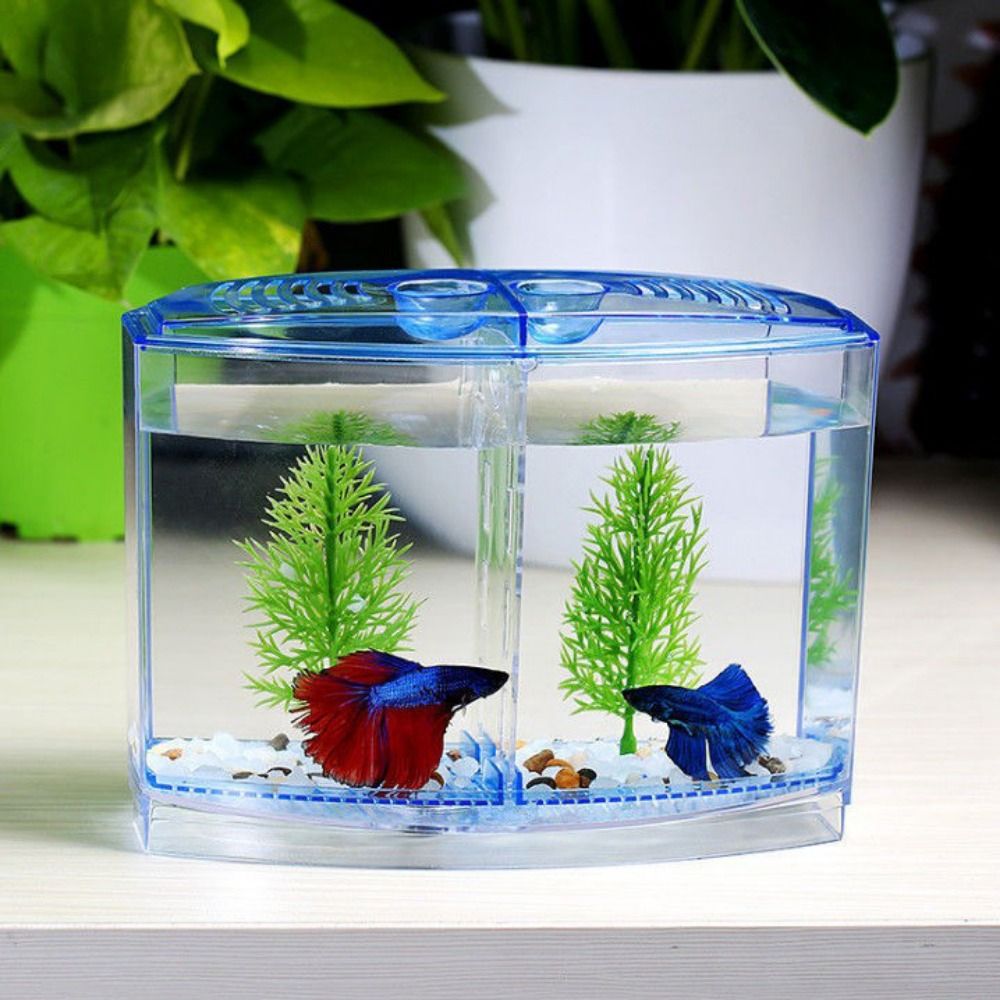 حوض أسماك بيتا شفاف ، حوض أسما - مراجعة Betta Fish Tank وسعره