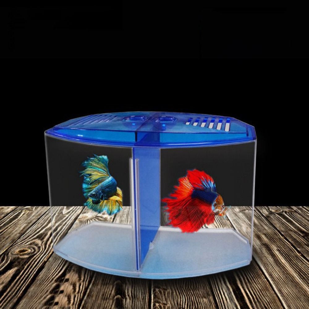 حوض أسماك بيتا شفاف ، حوض أسما - مراجعة Betta Fish Tank وسعره