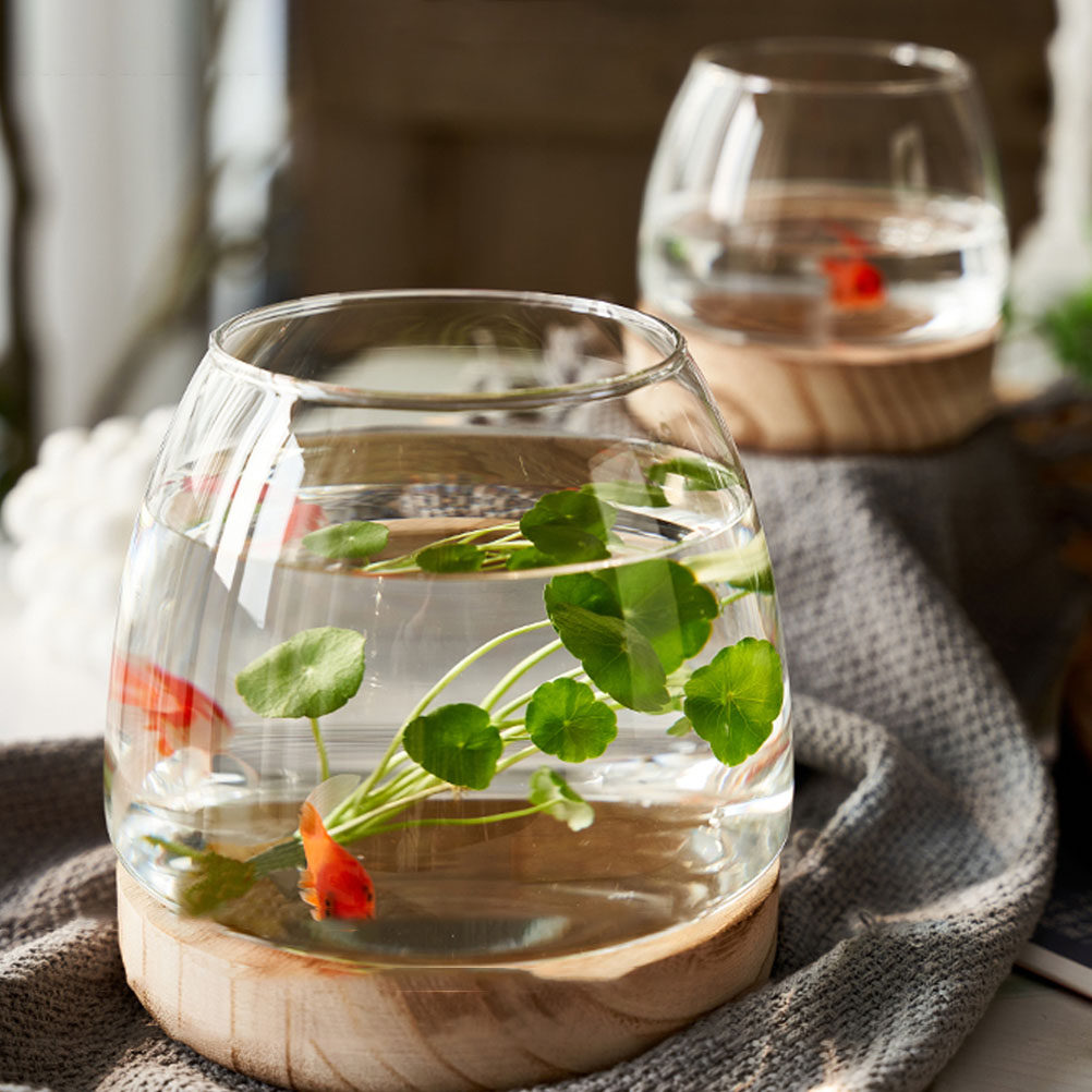 مجموعة واحدة من تيراريوم زجاجي - مراجعة Aquarium Plants وسعره